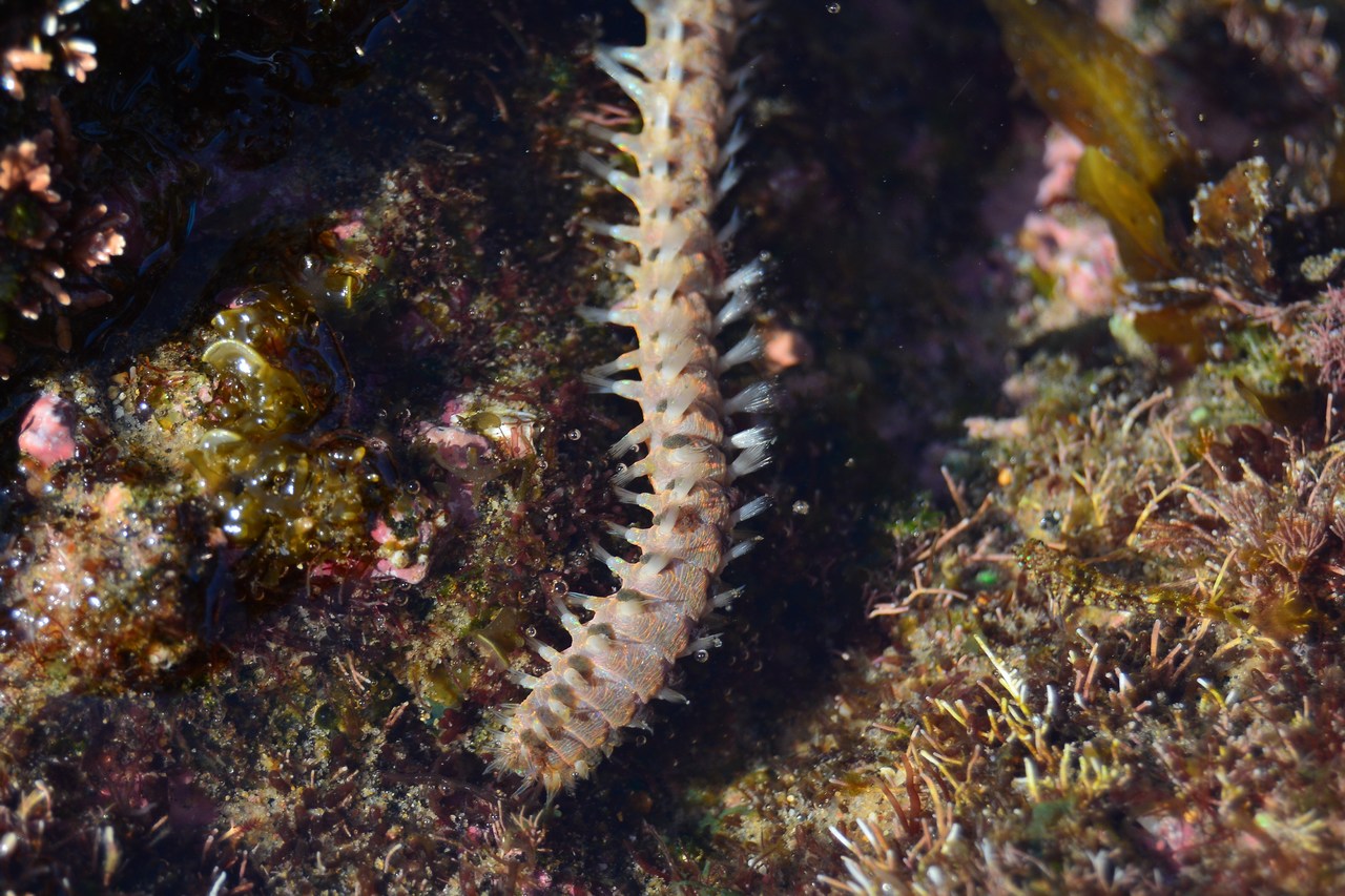 Eurythoe complanata
